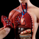 Belleza Anatomical Torso 15 pieces 