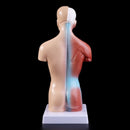 Belleza Anatomical Torso 15 pieces 