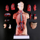 Belleza Anatomical Torso 15 pieces 