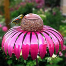 Coneflower Vogel Voederhuisje
