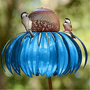Coneflower Vogel Voederhuisje