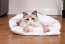 Kattenslaapzak
