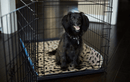 Reusable dog pee mat