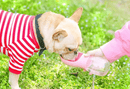 Outdoor Pet Water Bottle
