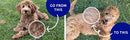 Double-Sided Pet Grooming Brush