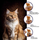 Flea and Tick Collar for Dogs and Cats 
